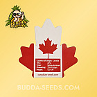 Насіння конопель Auto Canadian Haze Feminized (Canadian Seeds)
