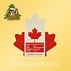 Семена конопли Auto Canadian Queen Feminized (Canadian Seeds)
