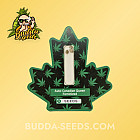 Семена конопли Auto Canadian Queen Feminized (Canadian Seeds)