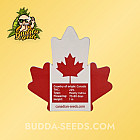 Семена конопли Auto Caramel Express Feminized (Canadian Seeds) Семена конопли Auto Caramel Express Feminized (Canadian Seeds)