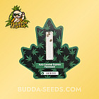 Семена конопли Auto Caramel Express Feminized (Canadian Seeds) Семена конопли Auto Caramel Express Feminized (Canadian Seeds)