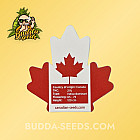 Насіння конопель Auto Critical Cheese Feminized (Canadian Seeds) Насіння конопель Auto Critical Cheese Feminized (Canadian Seeds)