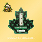 Насіння конопель Auto Critical Cheese Feminized (Canadian Seeds) Насіння конопель Auto Critical Cheese Feminized (Canadian Seeds)