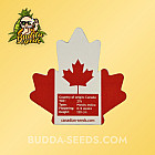 Насіння конопель Auto Dolato Feminized (Canadian Seeds) Насіння конопель Auto Dolato Feminized (Canadian Seeds)