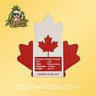 Семена конопли Auto Elephant Feminized (Canadian Seeds)