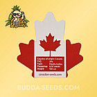 Насіння конопель Auto Gold Leaf Feminized (Canadian Seeds)