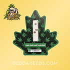 Насіння конопель Auto Gold Leaf Feminized (Canadian Seeds)