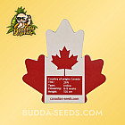 Насіння конопель Auto Killer Feminized (Canadian Seeds)