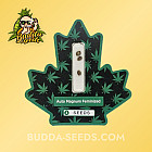 Семена конопли Auto Magnum Feminized (Canadian Seeds)