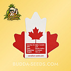 Семена конопли Auto Mango Feminized (Canadian Seeds)