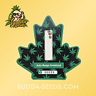 Семена конопли Auto Mango Feminized (Canadian Seeds)