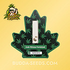 Насіння конопель Auto Mimosa Feminized (Canadian Seeds)