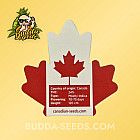 Насіння конопель Auto Original Glue Feminized (Canadian Seeds)