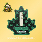 Насіння конопель Auto Original Glue Feminized (Canadian Seeds)