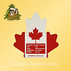 Насіння конопель Auto Pineapple Kush Feminized (Canadian Seeds) Насіння конопель Auto Pineapple Kush Feminized (Canadian Seeds)