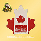 Насіння конопель Auto Rainbow Glue Feminized (Canadian Seeds)