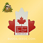 Семена конопли Auto Santa Maria Feminized (Canadian Seeds)
