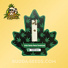 Семена конопли Auto Santa Maria Feminized (Canadian Seeds)