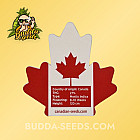 Насіння конопель Auto Star Killer Feminized (Canadian Seeds)