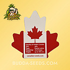 Насіння конопель Auto Strawberry Banana Feminized (Canadian Seeds)