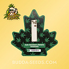 Насіння конопель Auto Strawberry Banana Feminized (Canadian Seeds)