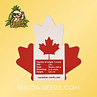 Насіння конопель Auto Sunset Sherbet Feminized (Canadian Seeds)