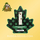 Насіння конопель Auto Sunset Sherbet Feminized (Canadian Seeds)