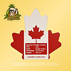 Насіння конопель Auto Wedding Cake Feminized (Canadian Seeds)