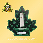 Насіння конопель Auto Wedding Cake Feminized (Canadian Seeds)