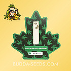 Насіння конопель Auto White Kush Feminized (Canadian Seeds)