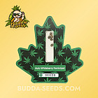Насіння конопель Auto Whiteberry Feminized (Canadian Seeds)