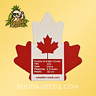Насіння конопель California Special Feminized (Canadian Seeds)