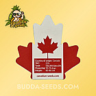 Семена конопли Chocolate Chunk Feminized (Canadian Seeds)