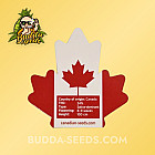 Семена конопли Gelato Feminized (Canadian Seeds)