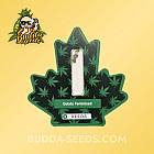 Семена конопли Gelato Feminized (Canadian Seeds)