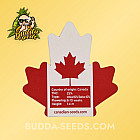 Насіння конопель Granddaddy Purple Feminized (Canadian Seeds) Насіння конопель Granddaddy Purple Feminized (Canadian Seeds)