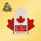 Насіння конопель Green Crack Feminized (Canadian Seeds)