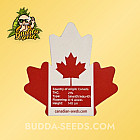Насіння конопель New York 47 Feminized (Canadian Seeds) Насіння конопель New York 47 Feminized (Canadian Seeds)