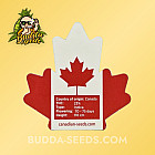 Семена конопли Shiskaberry Punch Feminized (Canadian Seeds) Семена конопли Shiskaberry Punch Feminized (Canadian Seeds)