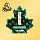 Семена конопли Shiskaberry Punch Feminized (Canadian Seeds) Семена конопли Shiskaberry Punch Feminized (Canadian Seeds)