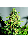 Auto Acapulco Gold Feminized (Canadian Seeds) Auto Acapulco Gold Feminized (Canadian Seeds)