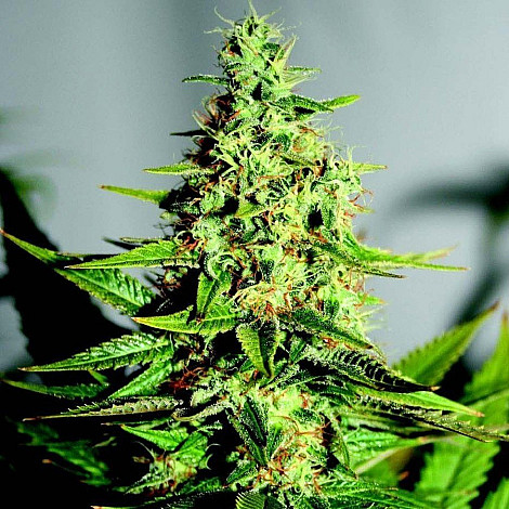 Насіння конопель Auto Acapulco Gold Feminized (Canadian Seeds)