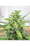 Agent Orange Feminized (Canadian Seeds)