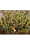 Auto Afghan Express Feminized (Canadian Seeds)