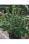 Auto Afghan Original Feminized (Canadian Seeds)