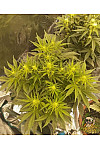 Auto Animal Cookies Feminized (Canadian Seeds)