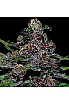 Auto Blackberry Moonrocks Feminized (Canadian Seeds) Auto Blackberry Moonrocks Feminized (Canadian Seeds)