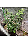 Auto Blue Diesel Feminized (Canadian Seeds)