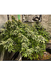 Auto Blue Moon Feminized (Canadian Seeds)
