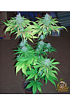 Auto Blueberry Feminized (Canadian Seeds)